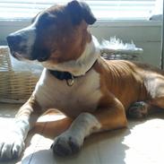 Amerikansk staffordshire terrier Hannibal