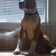 Amerikansk staffordshire terrier Hannibal