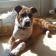 Amerikansk staffordshire terrier Hannibal