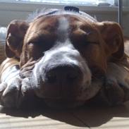 Amerikansk staffordshire terrier Hannibal