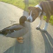 Amerikansk staffordshire terrier Hannibal