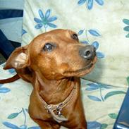 Dvaergpinscher Fifi Jørgensen