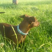 Dvaergpinscher Fifi Jørgensen