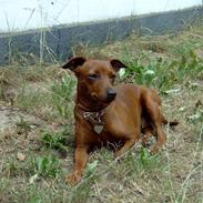 Dvaergpinscher Fifi Jørgensen