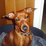Dvaergpinscher Fifi Jørgensen
