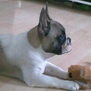 Fransk bulldog Elvis - R.I.P. <3
