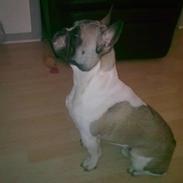 Fransk bulldog Elvis - R.I.P. <3