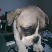 Fransk bulldog Elvis - R.I.P. <3