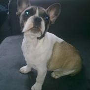 Fransk bulldog Elvis - R.I.P. <3
