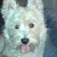 West highland white terrier Asti
