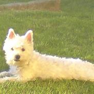 West highland white terrier Asti