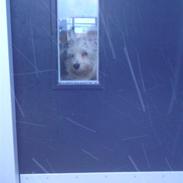 West highland white terrier Asti