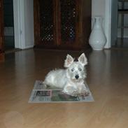 West highland white terrier Asti