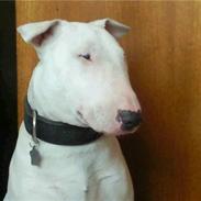 Bullterrier Hugo