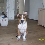 Amerikansk staffordshire terrier Sparco