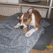 Amerikansk staffordshire terrier Sparco