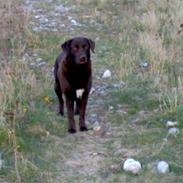 Labrador retriever Freja