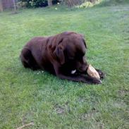 Labrador retriever Freja