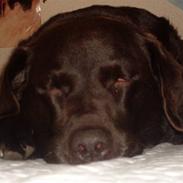 Labrador retriever Freja