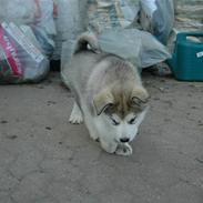 Alaskan malamute Wolfine