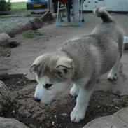 Alaskan malamute Wolfine