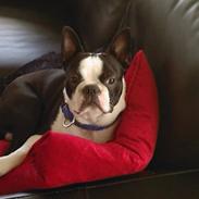 Boston terrier Armani