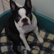 Boston terrier Armani