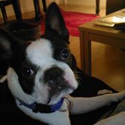 Boston terrier Armani