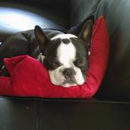 Boston terrier Armani