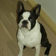 Boston terrier Armani