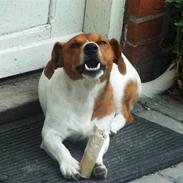 Jack russell terrier Laurits (lille lau)