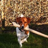 Jack russell terrier Laurits (lille lau)