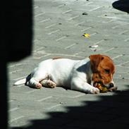 Jack russell terrier Laurits (lille lau)