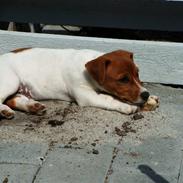 Jack russell terrier Laurits (lille lau)
