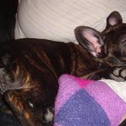 Fransk bulldog Hannibal