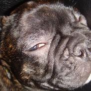 Fransk bulldog Hannibal