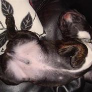 Fransk bulldog Hannibal