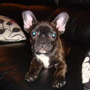Fransk bulldog Hannibal