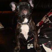 Fransk bulldog Hannibal