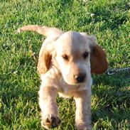 Cocker spaniel Molly
