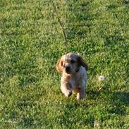 Cocker spaniel Molly