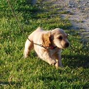 Cocker spaniel Molly