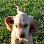 Cocker spaniel Molly