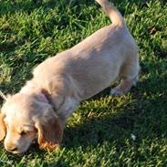 Cocker spaniel Molly