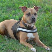 Amerikansk staffordshire terrier Candy