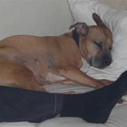 Amerikansk staffordshire terrier Candy