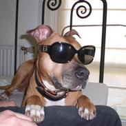 Amerikansk staffordshire terrier Candy