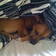 Amerikansk staffordshire terrier Candy