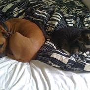 Amerikansk staffordshire terrier Candy