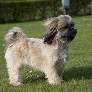Shih tzu Emma